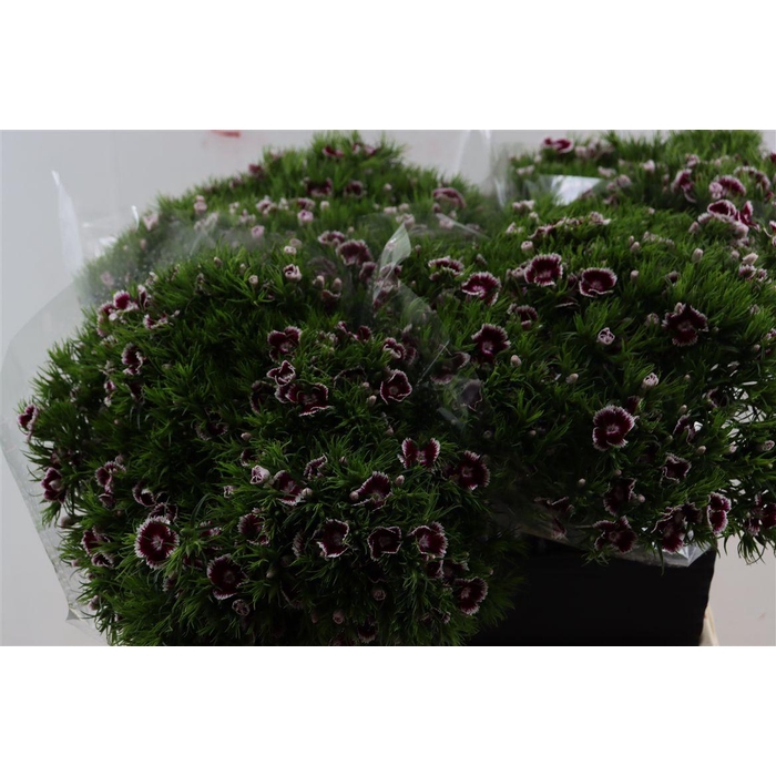 <h4>Di Barb Breanthus Roi Bicolor Red White</h4>