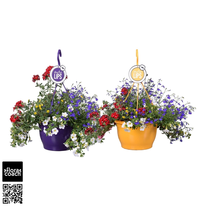 <h4>MoreLIPS® Combo 4 soorten pp</h4>