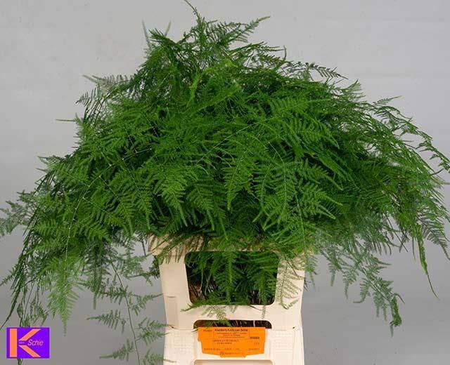 <h4>ASPARAGUS SETACEUS EX VEREN</h4>