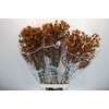 Anigozanthos Gold Fever