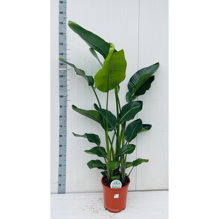 <h4>Strelitzia Nicolai 27Ø 170cm 3pp</h4>