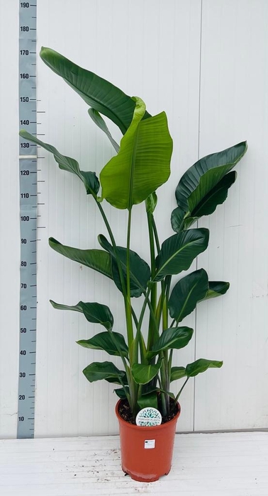 Strelitzia Nicolai 27Ø 170cm 3pp