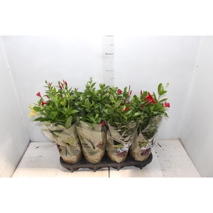 DIPLADENIA PICOLI P14 VARIADO