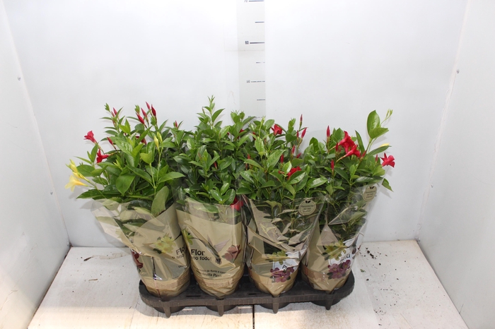 <h4>DIPLADENIA PICOLI P14 VARIADO</h4>