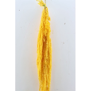 Pres Amaranthus Caud Yellow Bunch