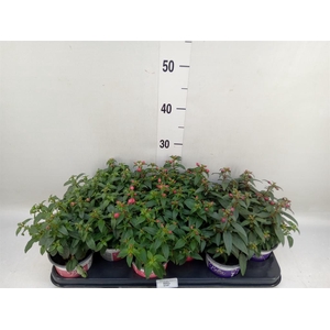 Fuchsia  'Bella Fuchsia'