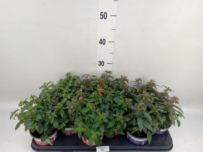 <h4>Fuchsia  'Bella Fuchsia'</h4>