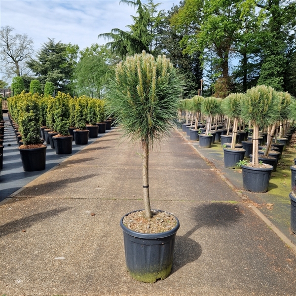 <h4>Pinus nigra 'Summer Breeze' ®</h4>