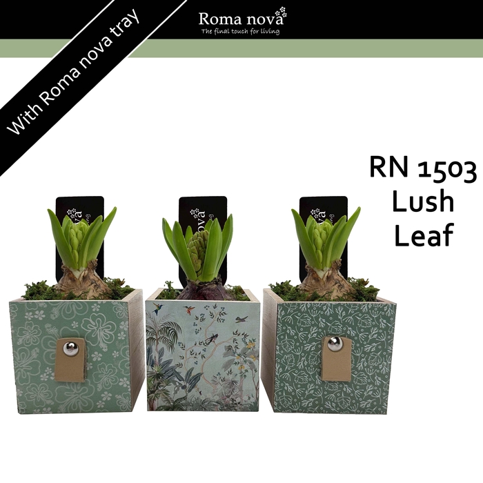 <h4>1503 - Lush Leaf (Hyacint)</h4>