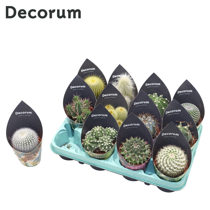 <h4>Cactus Mix (12spc.) (decorum)</h4>