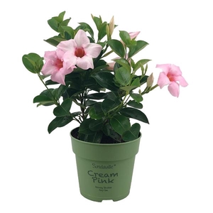 Mandevilla Sundaville Cream Pink