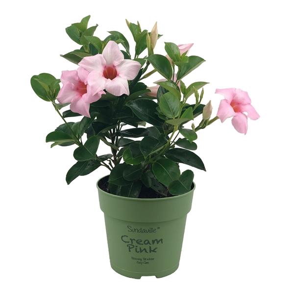 <h4>Mandevilla Sundaville Cream Pink</h4>