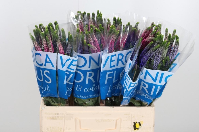 <h4>Veron Smart Col Gem</h4>