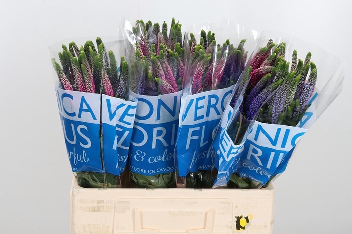 <h4>Veron Smart Col Gem</h4>