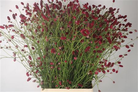 <h4>Sanguisorba Arnhem Red X100</h4>