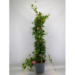 Mandevilla am. 'Sundav Cream Pink'