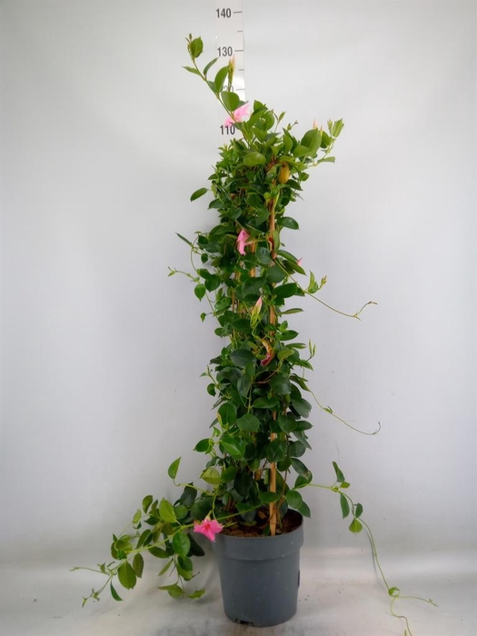 <h4>Mandevilla am. 'Sundav Cream Pink'</h4>