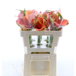 Calla Orange Pride | Dubbelbloemig