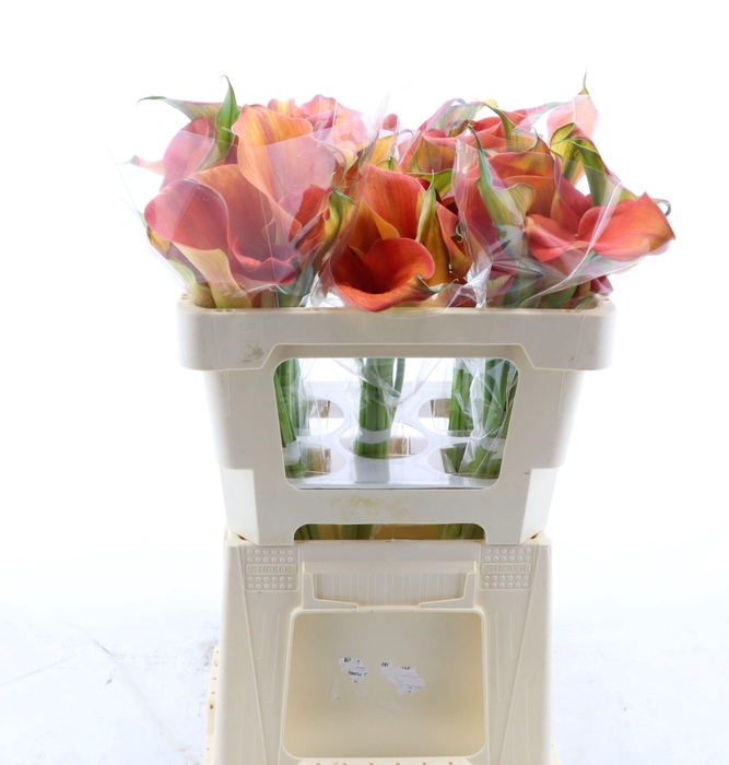 <h4>Calla Orange Pride | Dubbelbloemig</h4>