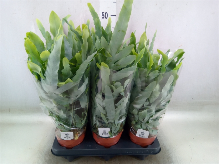 <h4>Phlebodium aureum 'Blue Star'</h4>