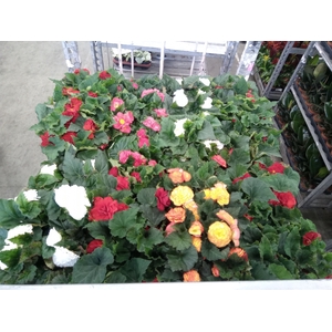 Begonia tuber.   ...