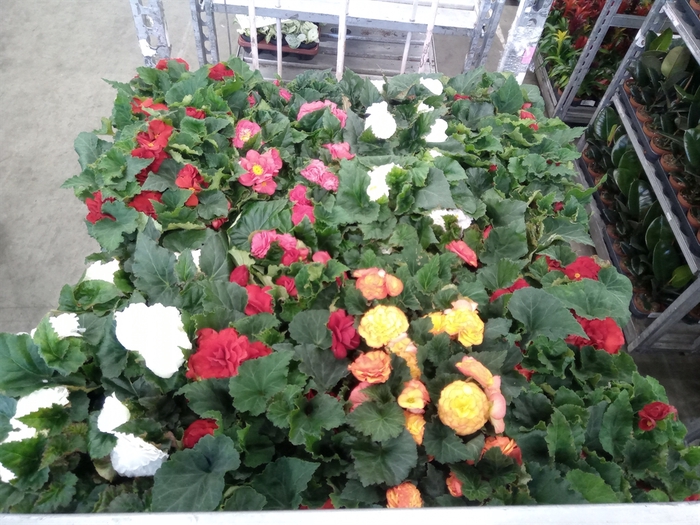 <h4>Begonia tuber.   ...</h4>