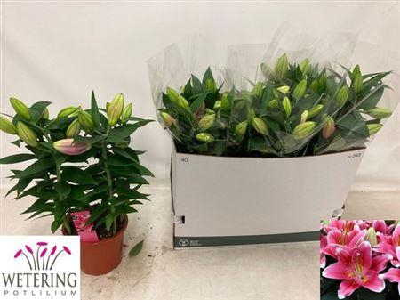 <h4>Lil Or Sunny Robyn 4pp</h4>