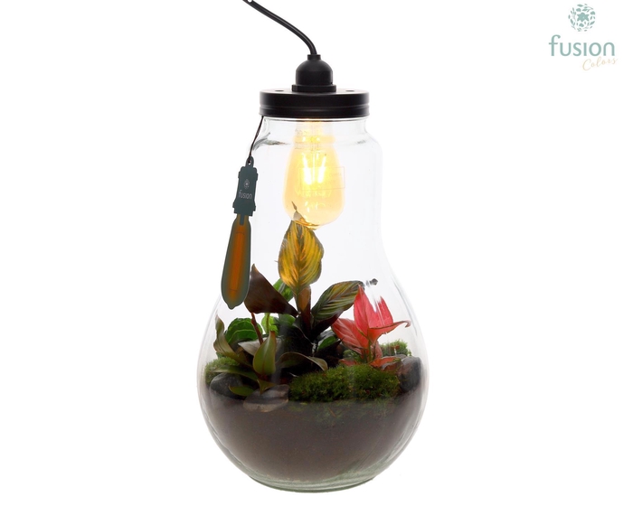 <h4>Glas Terrarium XXL met verlichting met Trendy groene planten</h4>