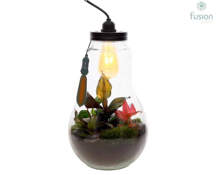 <h4>Glas Terrarium XXL met verlichting met Trendy groene planten</h4>