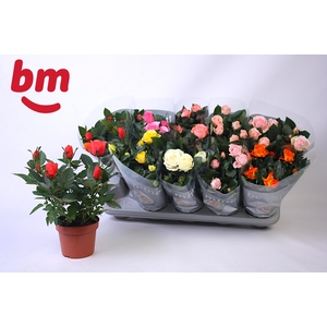 RO B MONDE GEM 6 SRT