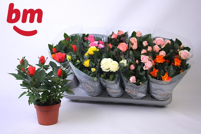 <h4>RO B MONDE GEM 6 SRT</h4>