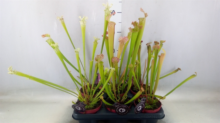 <h4>Sarracenia   ...</h4>