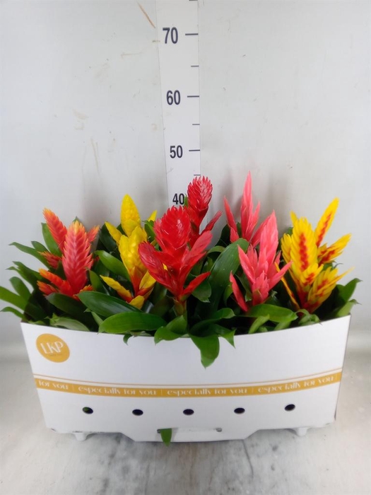 <h4>Vriesea   ...mix 5</h4>