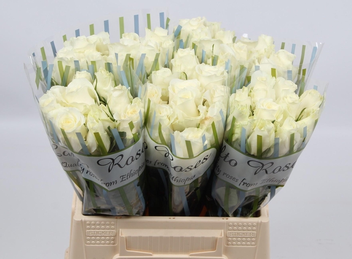 <h4>R GR NOVA VITA</h4>