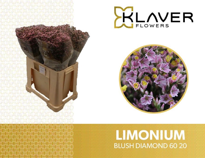 <h4>LIM SIN BLUSH DIA</h4>