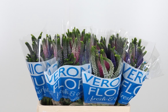 <h4>Veron Smart Col Gem</h4>