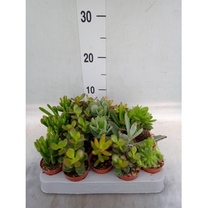 Crassula   ...mix