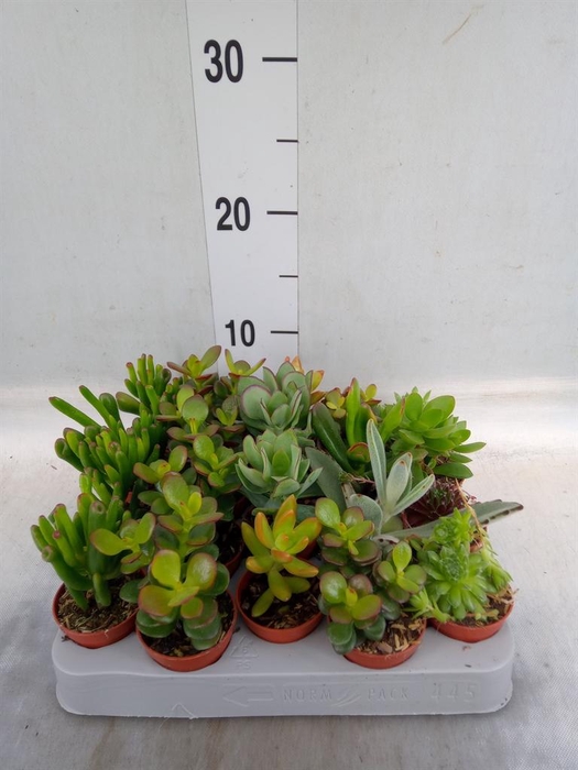 <h4>Crassula   ...mix</h4>
