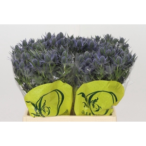 Eryngium Magical Blue Lagoon