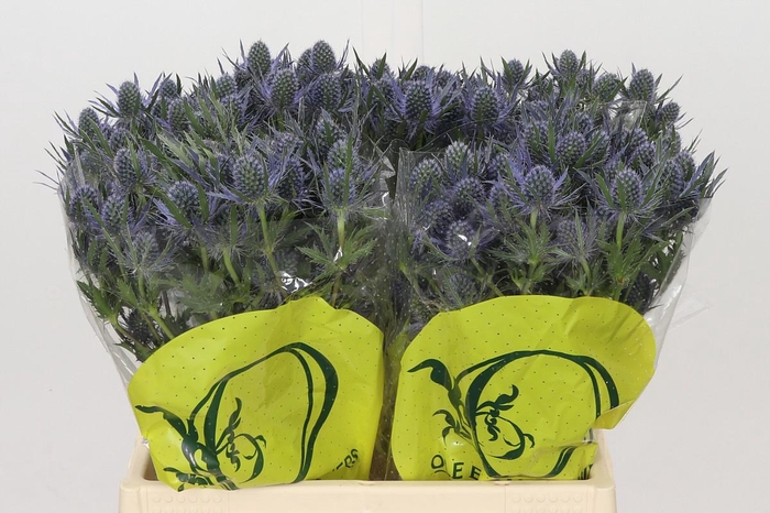 <h4>Eryngium Magical Blue Lagoon</h4>