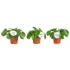 Pilea peperomoides