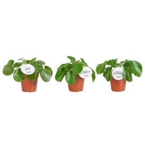 Pilea peperomoides