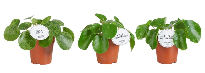 <h4>Pilea peperomoides</h4>