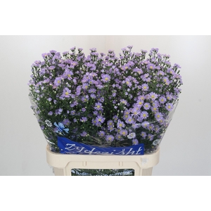 Aster Cassandra