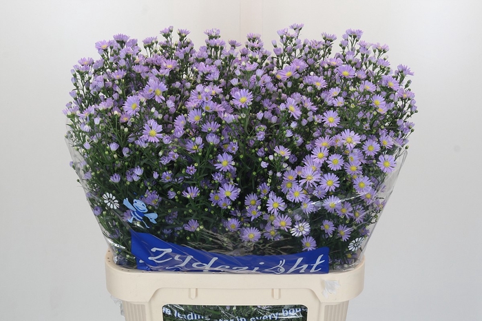 Aster Cassandra