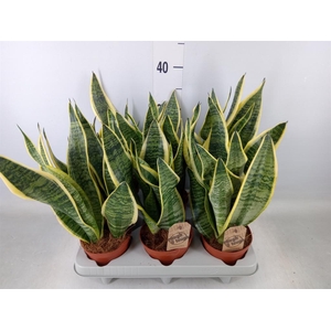 Sansevieria trifa. 'Futura Superba'