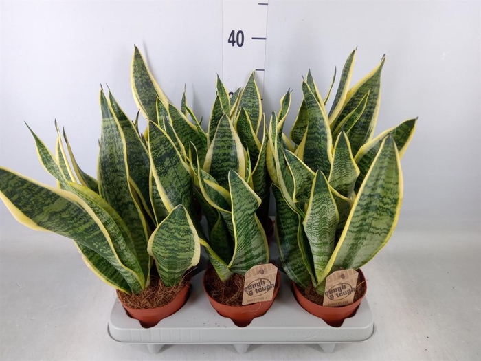 <h4>Sansevieria trifa. 'Futura Superba'</h4>