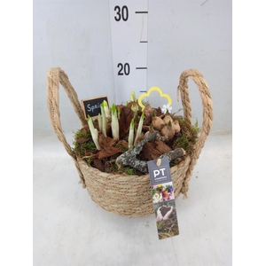 Arr.   Tuinplanten L%