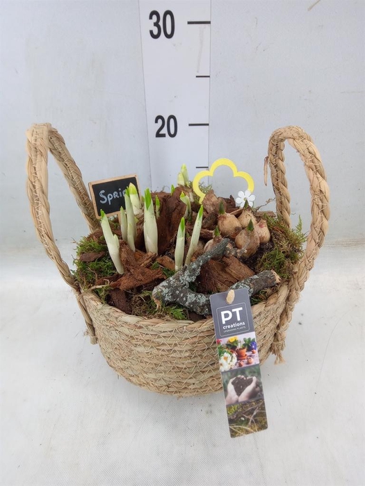 <h4>Arr.   Tuinplanten L%</h4>