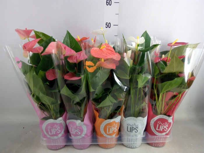 <h4>Anthurium   ...mix</h4>